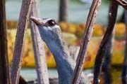 White-browed Crake (Amaurornis cinerea)